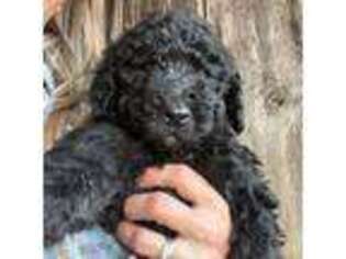 Labradoodle Puppy for sale in Bedford, VA, USA