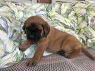 Mastiff Puppy for sale in Huntsville, AL, USA