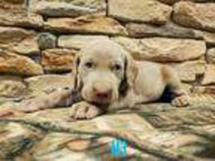 Weimaraner Puppy for sale in Spout Spring, VA, USA