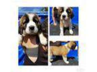 Saint Bernard Puppy for sale in Roy, WA, USA