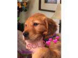 Golden Retriever Puppy for sale in Collinsville, MS, USA