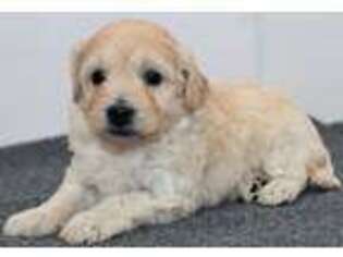 Goldendoodle Puppy for sale in Holton, MI, USA