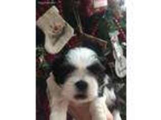 Mutt Puppy for sale in Churubusco, IN, USA