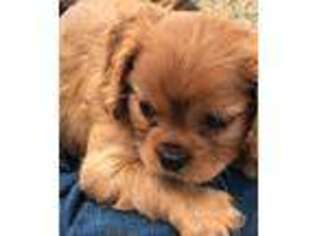 Cavalier King Charles Spaniel Puppy for sale in Andover, KS, USA