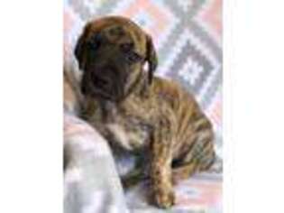 Great Dane Puppy for sale in Highland Lakes, NJ, USA