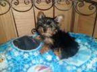 Yorkshire Terrier Puppy for sale in HARRIMAN, TN, USA