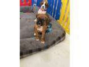 Boxer Puppy for sale in Las Vegas, NV, USA