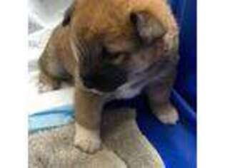 Shiba Inu Puppy for sale in Los Gatos, CA, USA