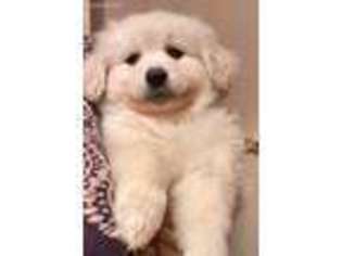Goldendoodle Puppy for sale in Colfax, CA, USA