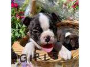 Boston Terrier Puppy for sale in Pointblank, TX, USA