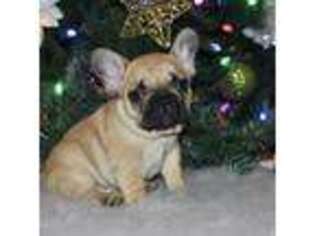 French Bulldog Puppy for sale in Park Rapids, MN, USA