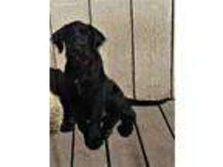 Labradoodle Puppy for sale in Highmore, SD, USA