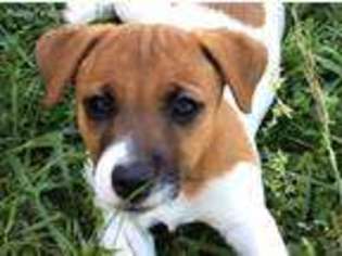 Jack Russell Terrier Puppy for sale in Clayton, GA, USA