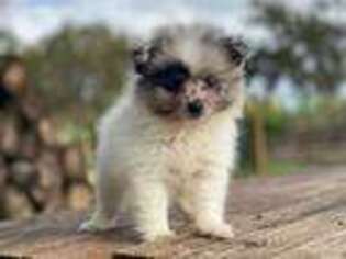 Pomeranian Puppy for sale in Brooksville, FL, USA