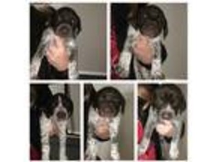 German Shorthaired Pointer Puppy for sale in Sunbury, OH, USA