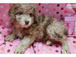 Mutt Puppy for sale in Scottsbluff, NE, USA