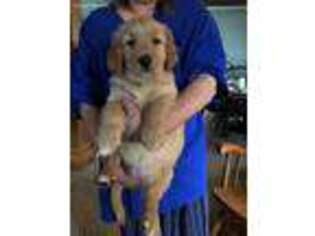 Golden Retriever Puppy for sale in Streator, IL, USA