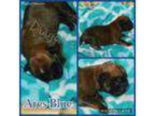 Boxer Puppy for sale in North Augusta, SC, USA