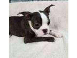Boston Terrier Puppy for sale in Janesville, WI, USA