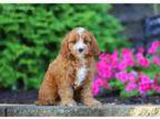 Cavapoo Puppy for sale in Gordonville, PA, USA