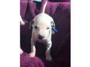 Dalmatian Puppy for sale in Fort Worth, TX, USA