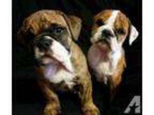 Bulldog Puppy for sale in LANCASTER, OH, USA