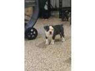 Olde English Bulldogge Puppy for sale in Poth, TX, USA