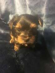 Yorkshire Terrier Puppy for sale in MECHANICSVILLE, VA, USA