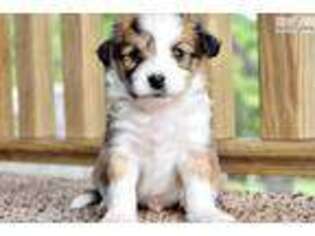 Shetland Sheepdog Puppy for sale in Lancaster, PA, USA