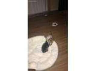 Yorkshire Terrier Puppy for sale in Broadview Heights, OH, USA