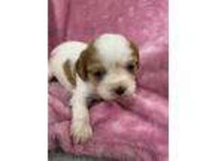 Cavalier King Charles Spaniel Puppy for sale in Dobson, NC, USA