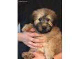 Medium Photo #1 Soft Coated Wheaten Terrier Puppy For Sale in Gurnee, IL, USA