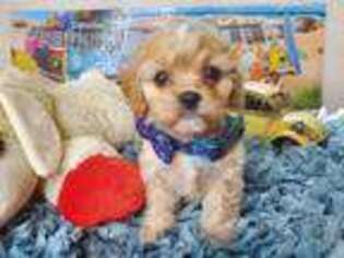 Cavapoo Puppy for sale in Aurora, MO, USA