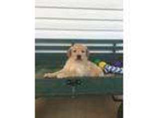Golden Retriever Puppy for sale in Yadkinville, NC, USA