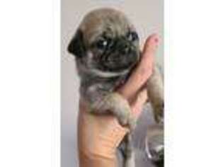 Pug Puppy for sale in New Harmony, UT, USA