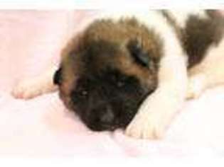 Akita Puppy for sale in Cumberland Gap, TN, USA