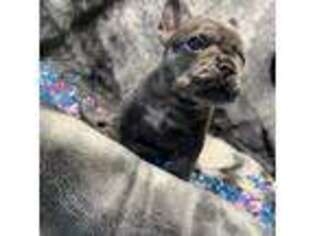 French Bulldog Puppy for sale in Clifton, NJ, USA