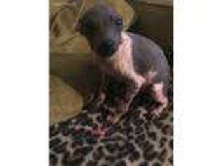 American Hairless Terrier Puppy for sale in Fallon, NV, USA