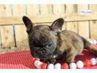 French Bulldog Puppy for sale in Pueblo, CO, USA