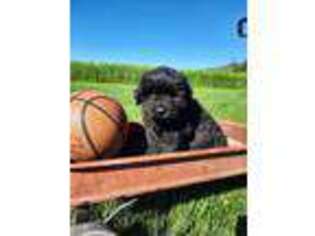 Newfoundland Puppy for sale in Mc Veytown, PA, USA