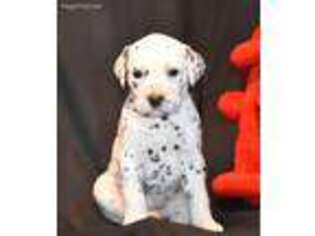 Dalmatian Puppy for sale in Mc Carley, MS, USA