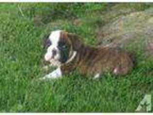 Bulldog Puppy for sale in HARTLAND, WI, USA