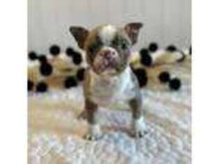 Boston Terrier Puppy for sale in Kearney, NE, USA