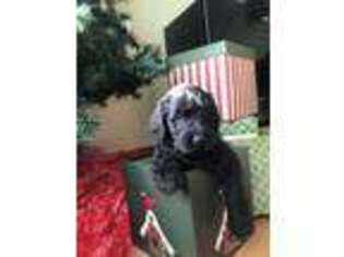 Labradoodle Puppy for sale in Belmond, IA, USA