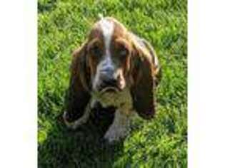 Basset Hound Puppy for sale in Alpine, UT, USA