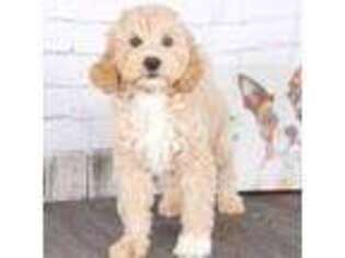 Goldendoodle Puppy for sale in Red Lion, PA, USA