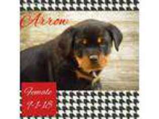 Rottweiler Puppy for sale in Penns Creek, PA, USA