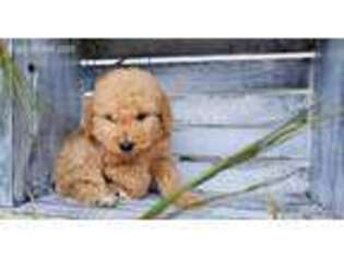 Goldendoodle Puppy for sale in Middleburg, PA, USA