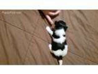 Coton de Tulear Puppy for sale in Royston, GA, USA