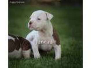 American Bulldog Puppy for sale in Meridian, ID, USA